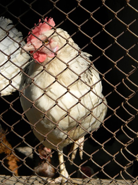 引起了球迷 引起了球迷