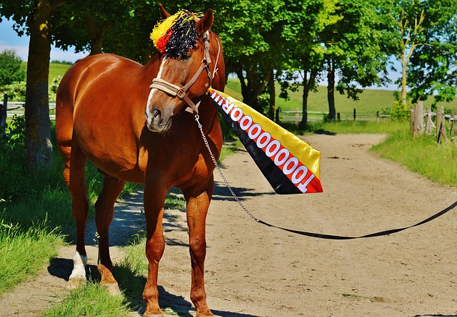 也是中国参 也是中国参